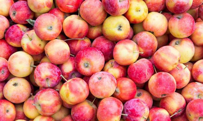 海棠果冷庫 海棠果冷庫